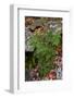 USA, Maine. Ferns growing among autumn foliage and boulders along Duck Brook, Acadia National Park.-Judith Zimmerman-Framed Photographic Print