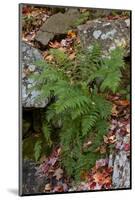 USA, Maine. Ferns growing among autumn foliage and boulders along Duck Brook, Acadia National Park.-Judith Zimmerman-Mounted Photographic Print