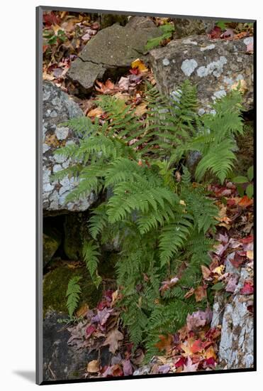 USA, Maine. Ferns growing among autumn foliage and boulders along Duck Brook, Acadia National Park.-Judith Zimmerman-Mounted Photographic Print