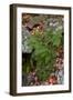 USA, Maine. Ferns growing among autumn foliage and boulders along Duck Brook, Acadia National Park.-Judith Zimmerman-Framed Photographic Print