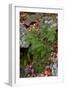 USA, Maine. Ferns growing among autumn foliage and boulders along Duck Brook, Acadia National Park.-Judith Zimmerman-Framed Photographic Print