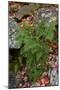 USA, Maine. Ferns growing among autumn foliage and boulders along Duck Brook, Acadia National Park.-Judith Zimmerman-Mounted Photographic Print