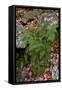 USA, Maine. Ferns growing among autumn foliage and boulders along Duck Brook, Acadia National Park.-Judith Zimmerman-Framed Stretched Canvas