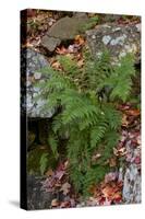 USA, Maine. Ferns growing among autumn foliage and boulders along Duck Brook, Acadia National Park.-Judith Zimmerman-Stretched Canvas