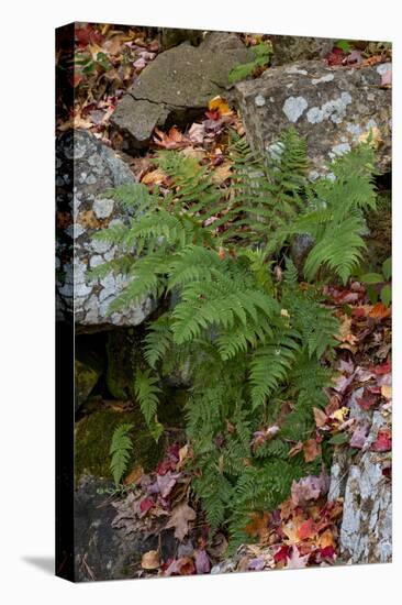 USA, Maine. Ferns growing among autumn foliage and boulders along Duck Brook, Acadia National Park.-Judith Zimmerman-Stretched Canvas