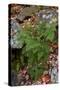 USA, Maine. Ferns growing among autumn foliage and boulders along Duck Brook, Acadia National Park.-Judith Zimmerman-Stretched Canvas