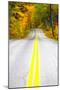 USA, Maine, Highway 113 lined by Maple and Birch trees in full Autumn color-Sylvia Gulin-Mounted Photographic Print