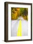 USA, Maine, Highway 113 lined by Maple and Birch trees in full Autumn color-Sylvia Gulin-Framed Photographic Print