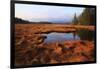 USA, Maine, Marsh Grass and Pond Near Acadia National Park-Joanne Wells-Framed Premium Photographic Print