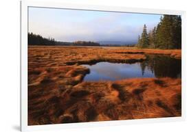 USA, Maine, Marsh Grass and Pond Near Acadia National Park-Joanne Wells-Framed Photographic Print