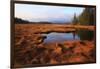 USA, Maine, Marsh Grass and Pond Near Acadia National Park-Joanne Wells-Framed Photographic Print