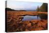 USA, Maine, Marsh Grass and Pond Near Acadia National Park-Joanne Wells-Stretched Canvas