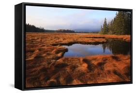 USA, Maine, Marsh Grass and Pond Near Acadia National Park-Joanne Wells-Framed Stretched Canvas