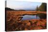 USA, Maine, Marsh Grass and Pond Near Acadia National Park-Joanne Wells-Stretched Canvas