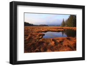 USA, Maine, Marsh Grass and Pond Near Acadia National Park-Joanne Wells-Framed Photographic Print