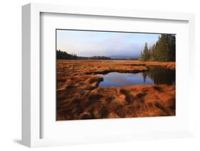 USA, Maine, Marsh Grass and Pond Near Acadia National Park-Joanne Wells-Framed Photographic Print