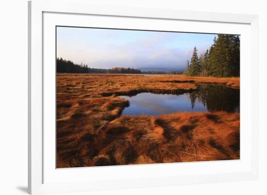 USA, Maine, Marsh Grass and Pond Near Acadia National Park-Joanne Wells-Framed Photographic Print