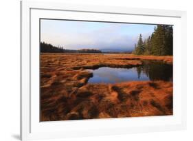 USA, Maine, Marsh Grass and Pond Near Acadia National Park-Joanne Wells-Framed Photographic Print