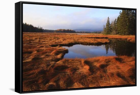 USA, Maine, Marsh Grass and Pond Near Acadia National Park-Joanne Wells-Framed Stretched Canvas