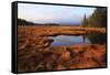 USA, Maine, Marsh Grass and Pond Near Acadia National Park-Joanne Wells-Framed Stretched Canvas