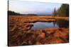 USA, Maine, Marsh Grass and Pond Near Acadia National Park-Joanne Wells-Stretched Canvas