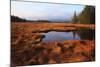 USA, Maine, Marsh Grass and Pond Near Acadia National Park-Joanne Wells-Mounted Photographic Print