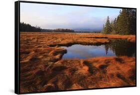 USA, Maine, Marsh Grass and Pond Near Acadia National Park-Joanne Wells-Framed Stretched Canvas
