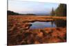 USA, Maine, Marsh Grass and Pond Near Acadia National Park-Joanne Wells-Stretched Canvas