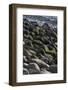 USA, Maine. Moss covered rocks and ocean, Boulder Beach, Acadia National Park.-Judith Zimmerman-Framed Photographic Print