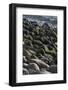 USA, Maine. Moss covered rocks and ocean, Boulder Beach, Acadia National Park.-Judith Zimmerman-Framed Photographic Print