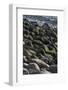 USA, Maine. Moss covered rocks and ocean, Boulder Beach, Acadia National Park.-Judith Zimmerman-Framed Photographic Print