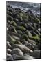 USA, Maine. Moss covered rocks and ocean, Boulder Beach, Acadia National Park.-Judith Zimmerman-Mounted Photographic Print