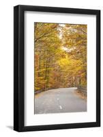 USA, Maine, Mt. Desert Island. Acadia National Park road.-Walter Bibikow-Framed Photographic Print