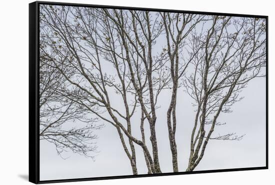 USA, Maine, Mt. Desert Island, Bernard. Tree silhouettes during autumn.-Walter Bibikow-Framed Stretched Canvas