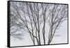 USA, Maine, Mt. Desert Island, Bernard. Tree silhouettes during autumn.-Walter Bibikow-Framed Stretched Canvas