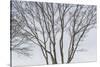 USA, Maine, Mt. Desert Island, Bernard. Tree silhouettes during autumn.-Walter Bibikow-Stretched Canvas