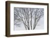 USA, Maine, Mt. Desert Island, Bernard. Tree silhouettes during autumn.-Walter Bibikow-Framed Photographic Print