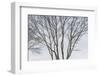 USA, Maine, Mt. Desert Island, Bernard. Tree silhouettes during autumn.-Walter Bibikow-Framed Photographic Print