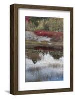 USA, Maine. New Mills Meadow Pond, Acadia National Park.-Judith Zimmerman-Framed Photographic Print