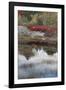 USA, Maine. New Mills Meadow Pond, Acadia National Park.-Judith Zimmerman-Framed Photographic Print