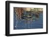 USA, Maine, Reflections of a Lobster Boat at Bass Harbor-Joanne Wells-Framed Photographic Print