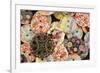 USA, Martinsville, Indiana. Macro of a pile of buttons.-Deborah Winchester-Framed Photographic Print