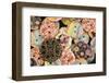 USA, Martinsville, Indiana. Macro of a pile of buttons.-Deborah Winchester-Framed Photographic Print