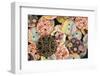 USA, Martinsville, Indiana. Macro of a pile of buttons.-Deborah Winchester-Framed Photographic Print