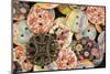 USA, Martinsville, Indiana. Macro of a pile of buttons.-Deborah Winchester-Mounted Photographic Print