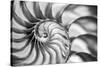USA, Martinsville, Indiana. Macro view of the interior of a nautilus shell.-Deborah Winchester-Stretched Canvas