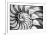 USA, Martinsville, Indiana. Macro view of the interior of a nautilus shell.-Deborah Winchester-Framed Photographic Print