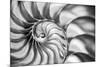 USA, Martinsville, Indiana. Macro view of the interior of a nautilus shell.-Deborah Winchester-Mounted Photographic Print