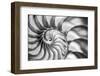 USA, Martinsville, Indiana. Macro view of the interior of a nautilus shell.-Deborah Winchester-Framed Photographic Print