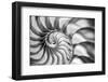 USA, Martinsville, Indiana. Macro view of the interior of a nautilus shell.-Deborah Winchester-Framed Photographic Print